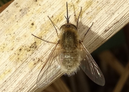 Bombylius posticus       .  