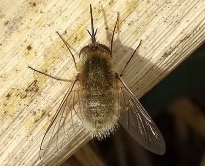 Bombylius posticus       .  