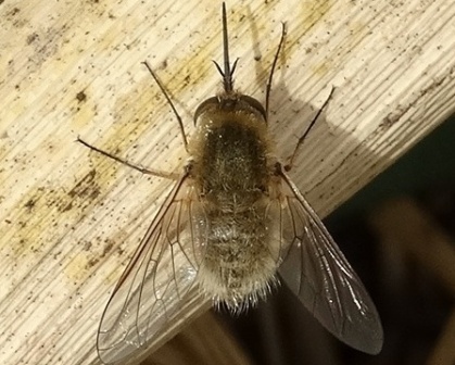 Bombylius posticus       .  