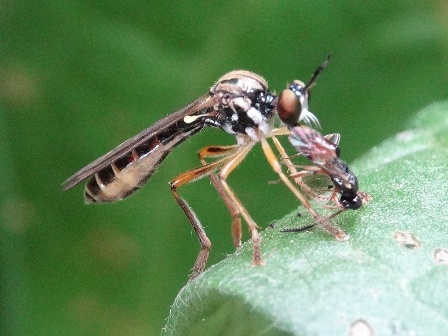 Dioctria linearis       .  