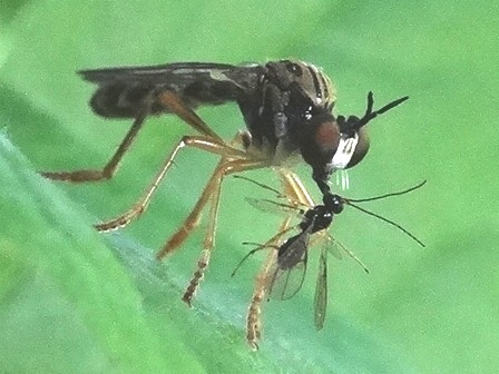 Dioctria linearis       .  