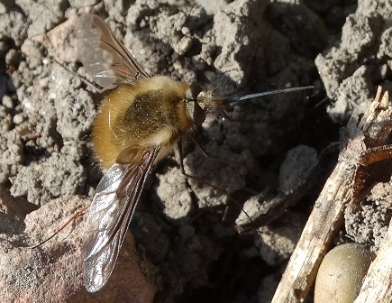  ,   (Bombylius major)       .  