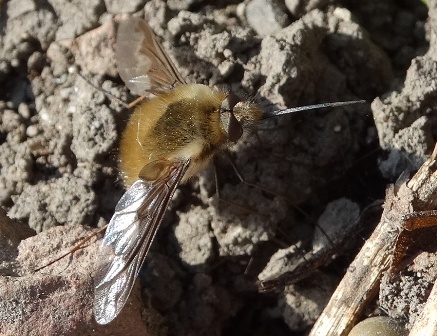  ,   (Bombylius major)       .  