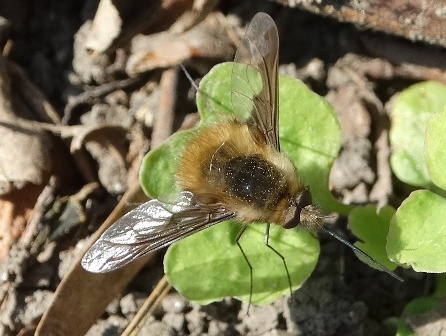  ,   (Bombylius major)       .  