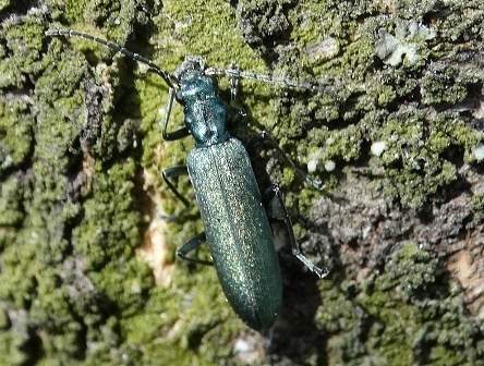 Chrysanthia viridissima       .  