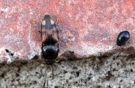   (Drasterius bimaculatus)       .  