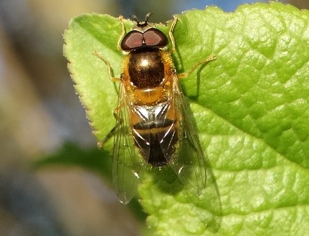 Epistrophe eligans       .  