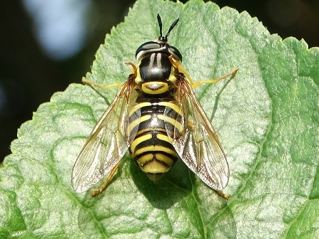 -  (Chrysotoxum octomaculatum)       .  