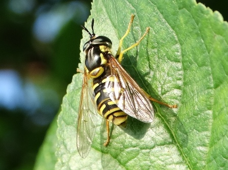 -  (Chrysotoxum octomaculatum)       .  