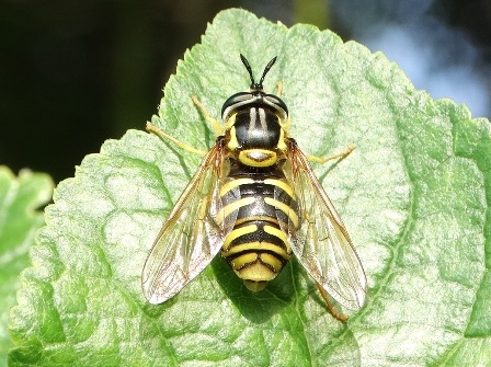 -  (Chrysotoxum octomaculatum)       .  