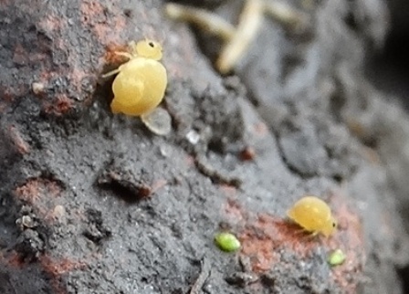 Dicyrtomina flavosignata       .  