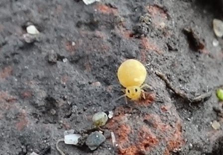 Dicyrtomina flavosignata       .  