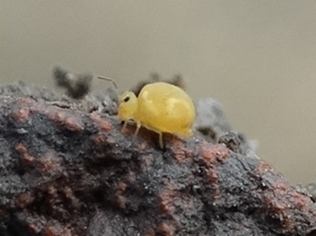 Dicyrtomina flavosignata       .  