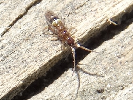 Orchesella cincta       .  