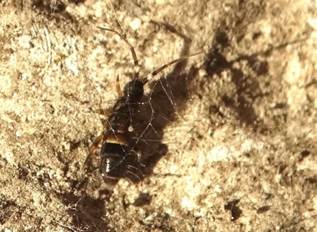 Orchesella cincta       .  