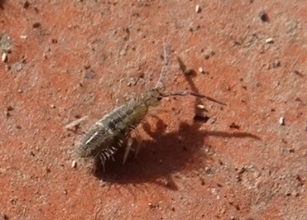 Orchesella villosa       .  