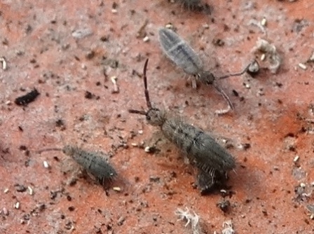 Orchesella villosa       .  