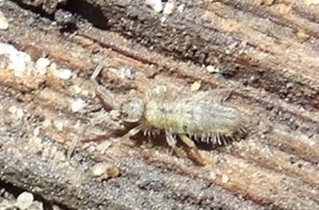 Orchesella villosa       .  