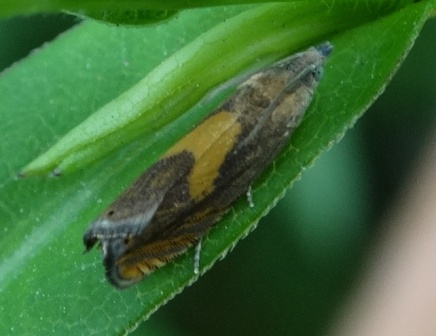 Dichrorampha petiverella       .  