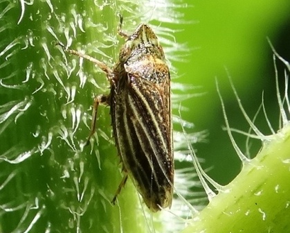 Aphrodes macarovi,         .  