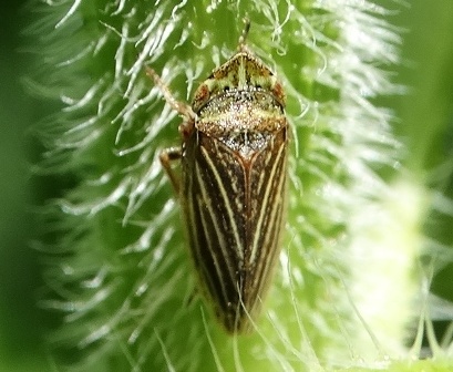 Aphrodes macarovi,         .  