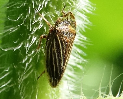 Aphrodes macarovi,         .  