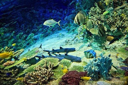     Sochi Discovery World Aquarium   