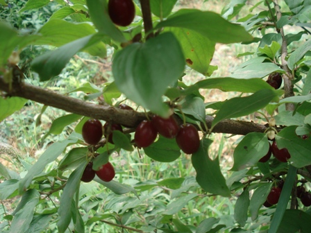   (Comus officinalis),   (Comus mas),  .