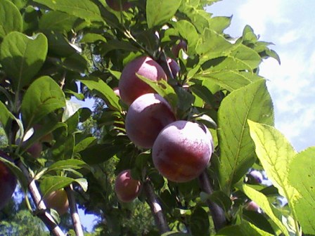   (Prunus rossica),  