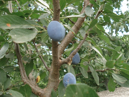  ,   (Prunus domestica)