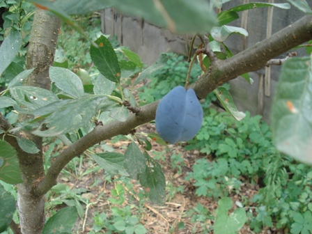  ,   (Prunus domestica)