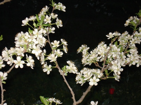  ,   (Prunus domestica)
