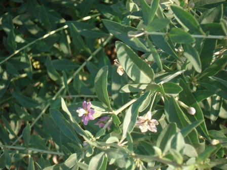  ,   (Lycium barbarum),   (Lycium halimifolium),  ,   ..