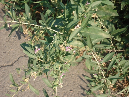  ,   (Lycium barbarum),   (Lycium halimifolium),  ,   ..
