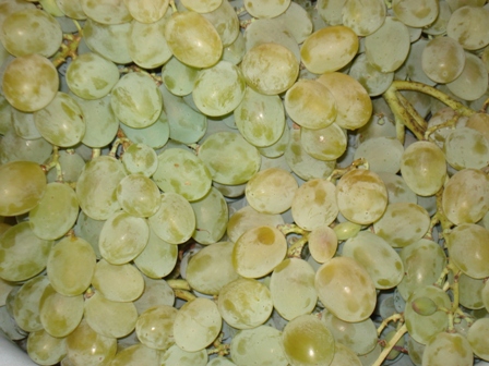   ( Vitis vinifera).