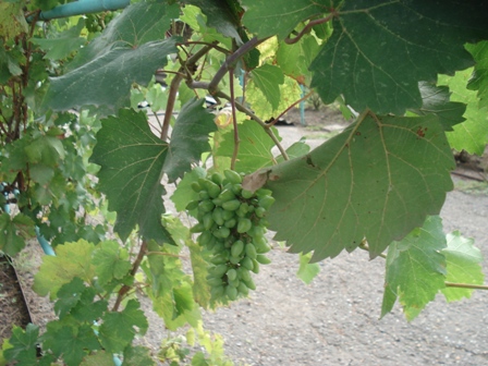   ( Vitis vinifera).