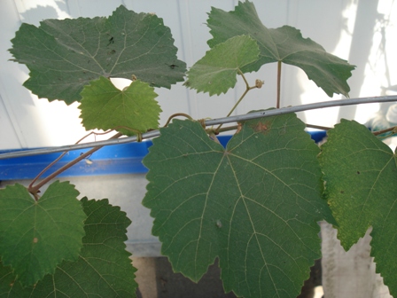   ( Vitis vinifera).