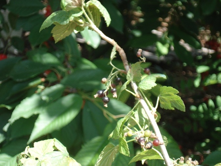   (Ribes nigrum)