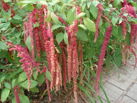   (Amaranthus caudatus), , , ,  ,  