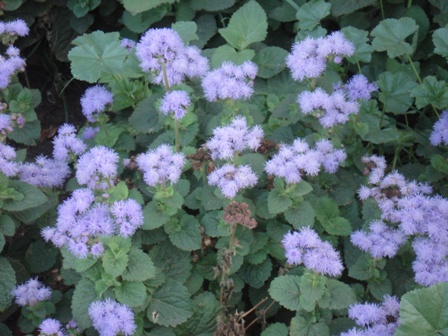  (Ageratum)