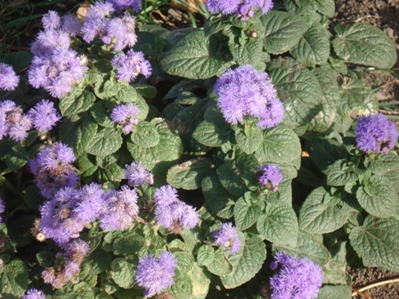  (Ageratum)