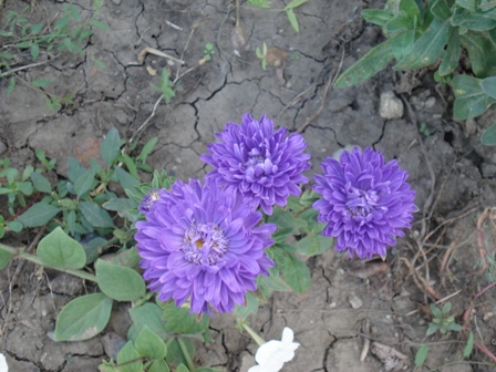  (Aster),  (Callistephus)