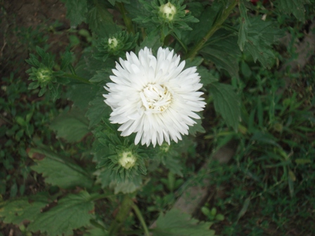  (Aster),  (Callistephus)