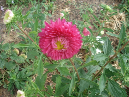  (Aster),  (Callistephus)