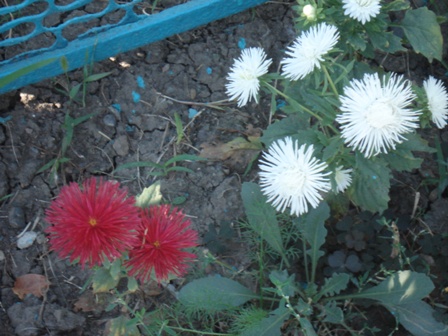  (Aster),  (Callistephus)