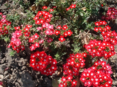   (Verbena hybrida), ,  