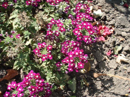   (Verbena hybrida), ,  