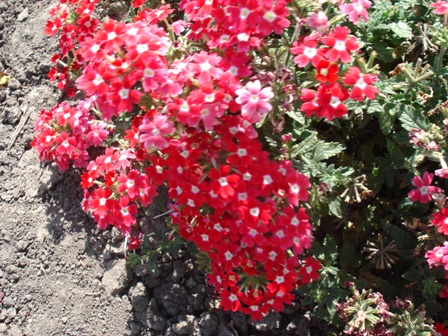   (Verbena hybrida), ,  