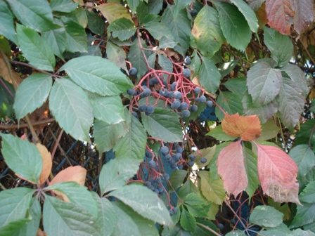   (Vitis silvestris),  ,  ,  