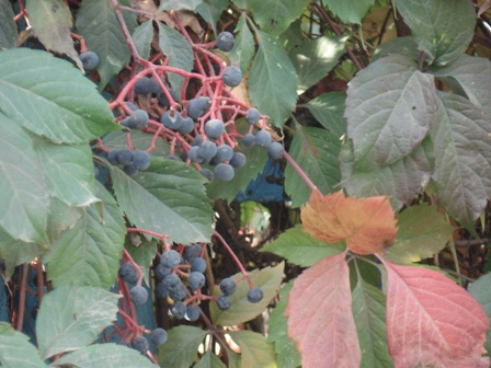   (Vitis silvestris),  ,  ,  